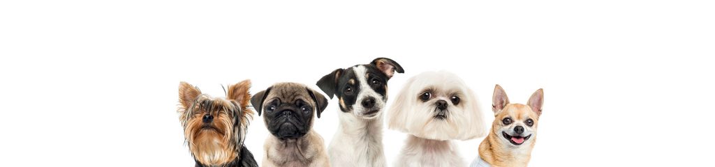 Transporte perros y animales