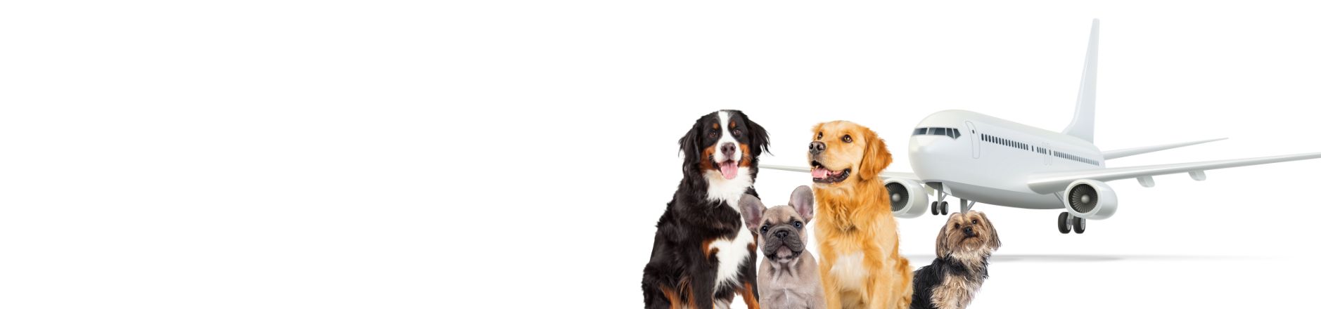 PRIVATE FLIGHTS FOR DOGS